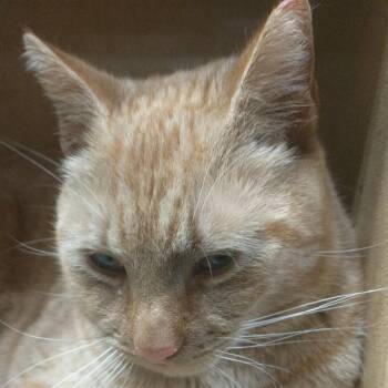 Domestic Short Hair Cats Available for Adoption - FRA Clem | PetCurious