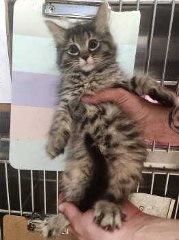 Afgan -  Domestic Long Hair Cat for Adoption in Evansville, Indiana - Afgan | PetCurious