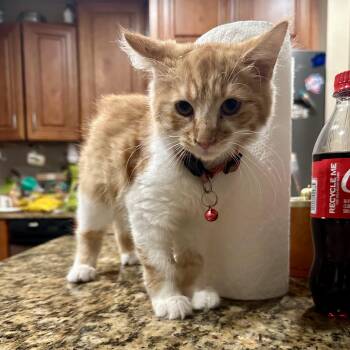 Rescue Domestic Medium Hair Cats for Adoption in Richmond, Virginia - First Mate | PetCurious