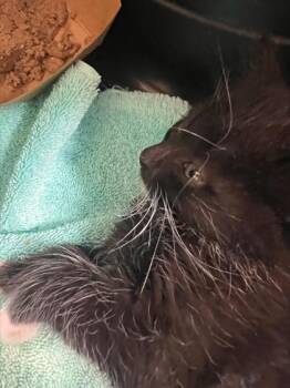 Daphne Bridgerton -  Domestic Medium Hair and Domestic Short Hair Cat for Adoption in Honolulu, Hawaii - Daphne Bridgerton | PetCurious