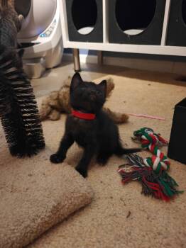 Ever -  Domestic Short Hair Cat for Adoption in Buford, Georgia - Ever | PetCurious