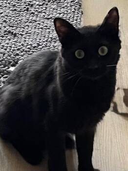 Baby -  Domestic Medium Hair Cat for Adoption in Ogden, Utah - Baby | PetCurious