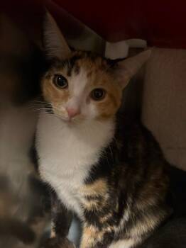 Thimble -  Domestic Short Hair Cat for Adoption in Cincinnati, Ohio - Thimble | PetCurious