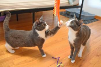 Opal and Agate -  American Shorthair Cat for Adoption in Johnstown, New York - Opal And Agate | PetCurious