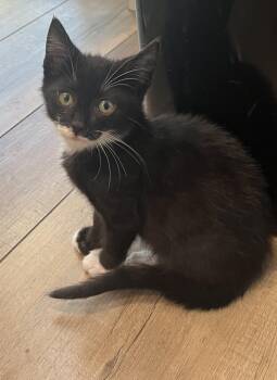Brock -  Tuxedo Cat for Adoption in San Juan Capistrano, California - Brock | PetCurious