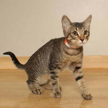 Olivia C70734 -  Domestic Short Hair Cat for Adoption in Minnetonka, Minnesota - Olivia C70734 | PetCurious