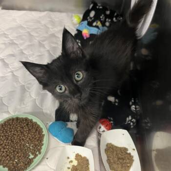 Freyo -  Domestic Short Hair Cat for Adoption in West Palm Beach, Florida - Freyo | PetCurious