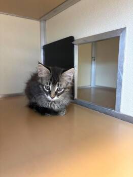Domestic Short Hair Cats Available for Adoption - Polly | PetCurious