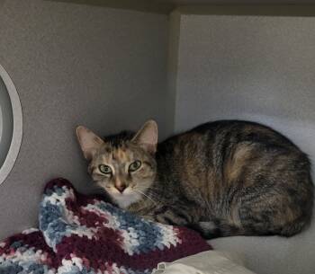 Rescue Domestic Short Hair Cats for Adoption in Bloomington, Indiana - Tootsie Roll | PetCurious