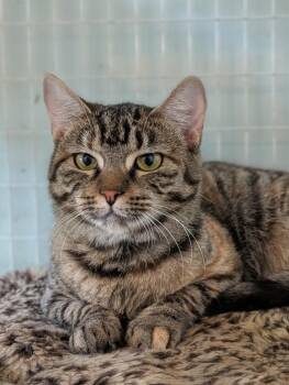 Domestic Short Hair Cats Available for Adoption in Kingsland, Georgia - Thelma | PetCurious
