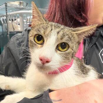 Lois -  Domestic Short Hair Cat for Adoption in Chattanooga, Tennessee - Lois | PetCurious