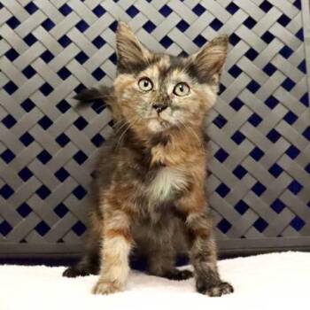 Leopard -  Domestic Medium Hair Cat for Adoption in Midland, Texas - Leopard | PetCurious