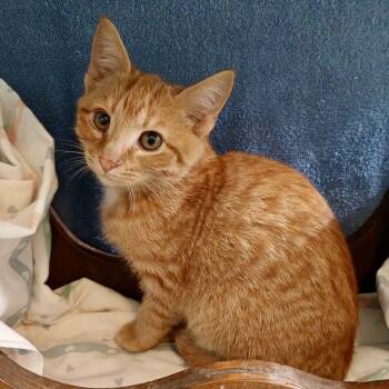 Rescue Domestic Short Hair Cats for Adoption in Knoxville, Tennessee - Bingo | PetCurious