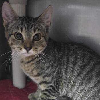 Dizzy 26-0681 -  Domestic Short Hair Cat for Adoption in Yanceyville, North Carolina - Dizzy 26-0681 | PetCurious