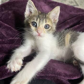 Annie Oakley -  Domestic Short Hair and Calico Cat for Adoption in Omaha, Nebraska - Annie Oakley | PetCurious