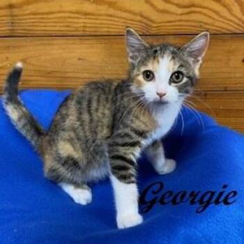 Georgie -  Calico and Tabby Cat for Adoption in Southern Pines, North Carolina - Georgie | PetCurious