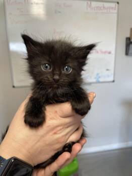 Domestic Short Hair Cats Available for Adoption in Bolivar, Missouri - Zeke | PetCurious