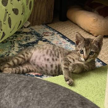 Dot -  Domestic Short Hair Cat for Adoption in Pleasanton, California - Dot | PetCurious