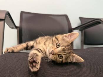 Tiger -  Domestic Short Hair Cat for Adoption in Story City, Iowa - Tiger | PetCurious
