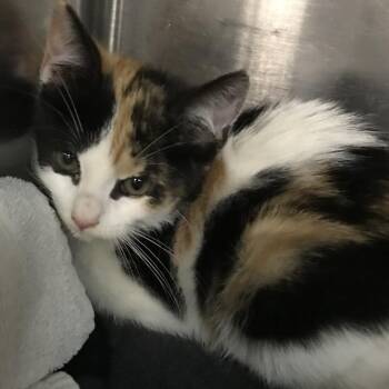 Rorschach -  Domestic Short Hair Cat for Adoption in Newark, New Jersey - Rorschach | PetCurious