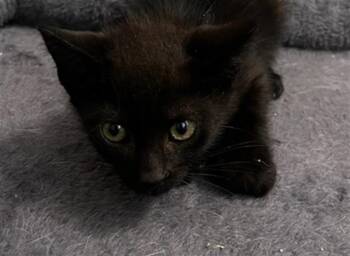 RILEY -  Domestic Short Hair Cat for Adoption in Columbia, South Carolina - RILEY | PetCurious