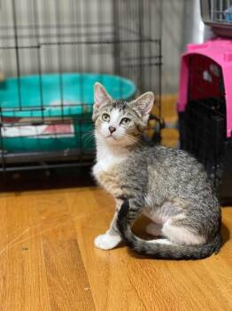 Camila (Hoodie) -  Domestic Short Hair Cat for Adoption in Chicago, Illinois - Camila (Hoodie) | PetCurious