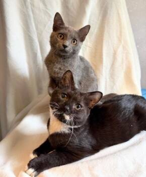 Domestic Short Hair Cats Available for Adoption - Jolly Rancher | PetCurious