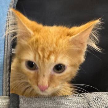 Winston -  Domestic Medium Hair Cat for Adoption in Winston-salem, North Carolina - Winston | PetCurious