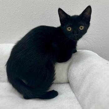 Ash -  Domestic Short Hair Cat for Adoption in Newberg, Oregon - Ash | PetCurious