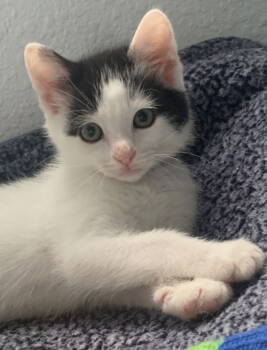 Rescue American Shorthair and Tuxedo Cats for Adoption in Campbell, California - Sammie | PetCurious