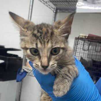 Butterfingers -  Domestic Short Hair Cat Available for Adoption in Edinburg, Texas - Butterfingers | PetCurious