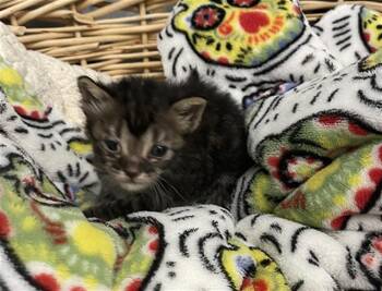 FLUFF BALL -  Domestic Short Hair Cat for Adoption in Rosenberg, Texas - FLUFF BALL | PetCurious