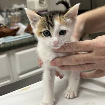 Teeny -  Domestic Short Hair Cat for Adoption in Huntsville, Alabama - Teeny | PetCurious