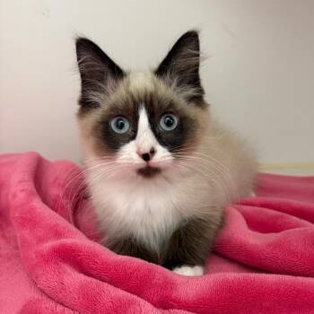 Eric -  Domestic Long Hair Cat for Adoption in Clavet, Saskatchewan - Eric | PetCurious