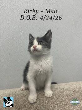 Ricky - Sweet and affectionate -  Domestic Short Hair Cat for Adoption in Muskego, Wisconsin - Ricky - Sweet And Affectionate | PetCurious