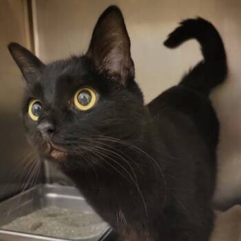 Rescue Domestic Short Hair Cats for Adoption in Gloucester, Virginia - Rico | PetCurious