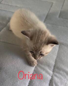 Oriana -  Siamese Cat Available for Adoption in Snyder, Texas - Oriana | PetCurious