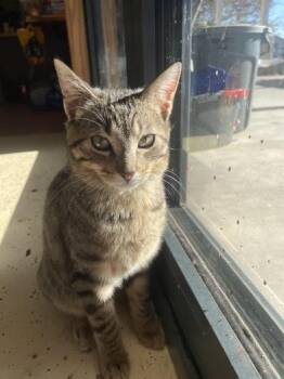 Tabby and Domestic Short Hair Cats Available for Adoption - Macaroni | PetCurious