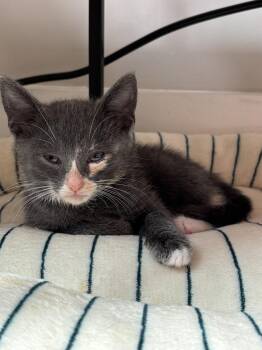 Hanky -  Domestic Short Hair Cat for Adoption in Oak Park, Michigan - Hanky | PetCurious