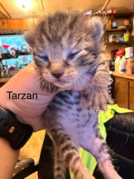 Tarzan -  Domestic Short Hair Cat for Adoption in Johnson City, Tennessee - Tarzan | PetCurious