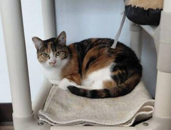 Domestic Short Hair Cats Available for Adoption in Mcminnville, Oregon - Ember | PetCurious