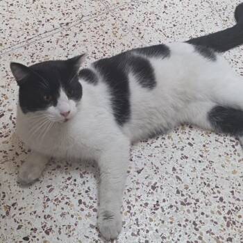 Domestic Short Hair Cats Available for Adoption - Buster | PetCurious