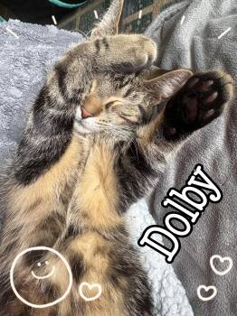 Dolby -  Tabby Cat for Adoption in Wyandotte, Michigan - Dolby | PetCurious