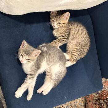 Domestic Short Hair Cats Available for Adoption in Philadelphia, Pennsylvania - Pineapple & Strawberry (Bonded Pair) | PetCurious