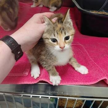 ROSE -  Domestic Short Hair Cat for Adoption - ROSE | PetCurious