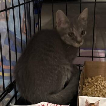 Rolls -  Domestic Short Hair Cat for Adoption in Bismarck, North Dakota - Rolls | PetCurious