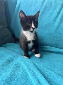 Sammie -  Tuxedo and Domestic Short Hair Cat for Adoption in Buford, Georgia - Sammie | PetCurious