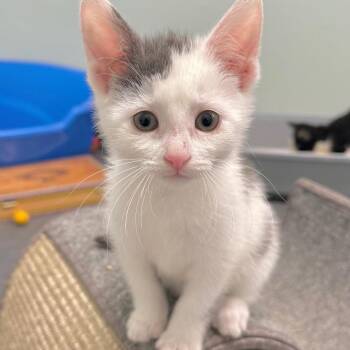 Rescue Domestic Short Hair Cats for Adoption in Minneapolis, Minnesota - Sky | PetCurious