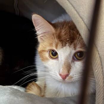 Domestic Short Hair Cats Available for Adoption - Andi | PetCurious
