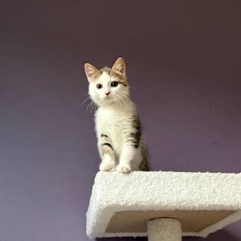 Pip -  Domestic Short Hair Cat for Adoption in Gibsonia, Pennsylvania - Pip | PetCurious